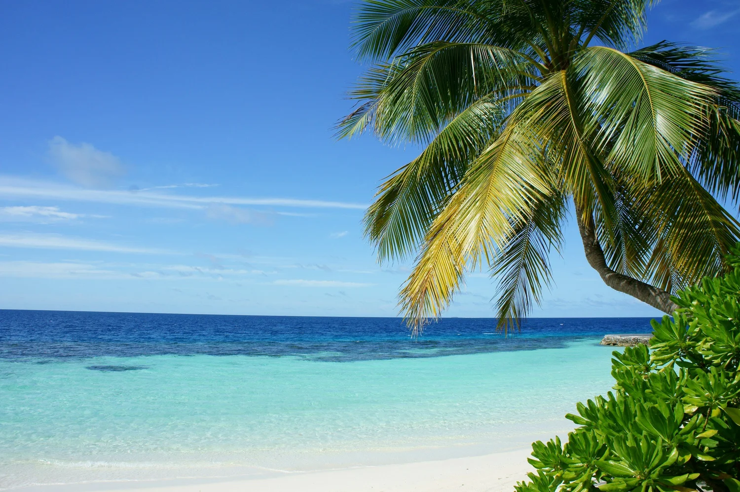 Palm fronds over a white sand beach